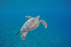 SWIM VANUATU WEEK 2 9TH - 15TH AUGUST 2027 - 2 SWIMMERS DEPOSITS
