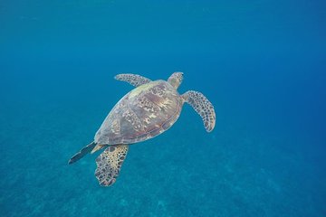 SWIM VANUATU WEEK 2 9TH - 15TH AUGUST 2027 - 1 SWIMMER AND 1 SUPPORTER DEPOSITS